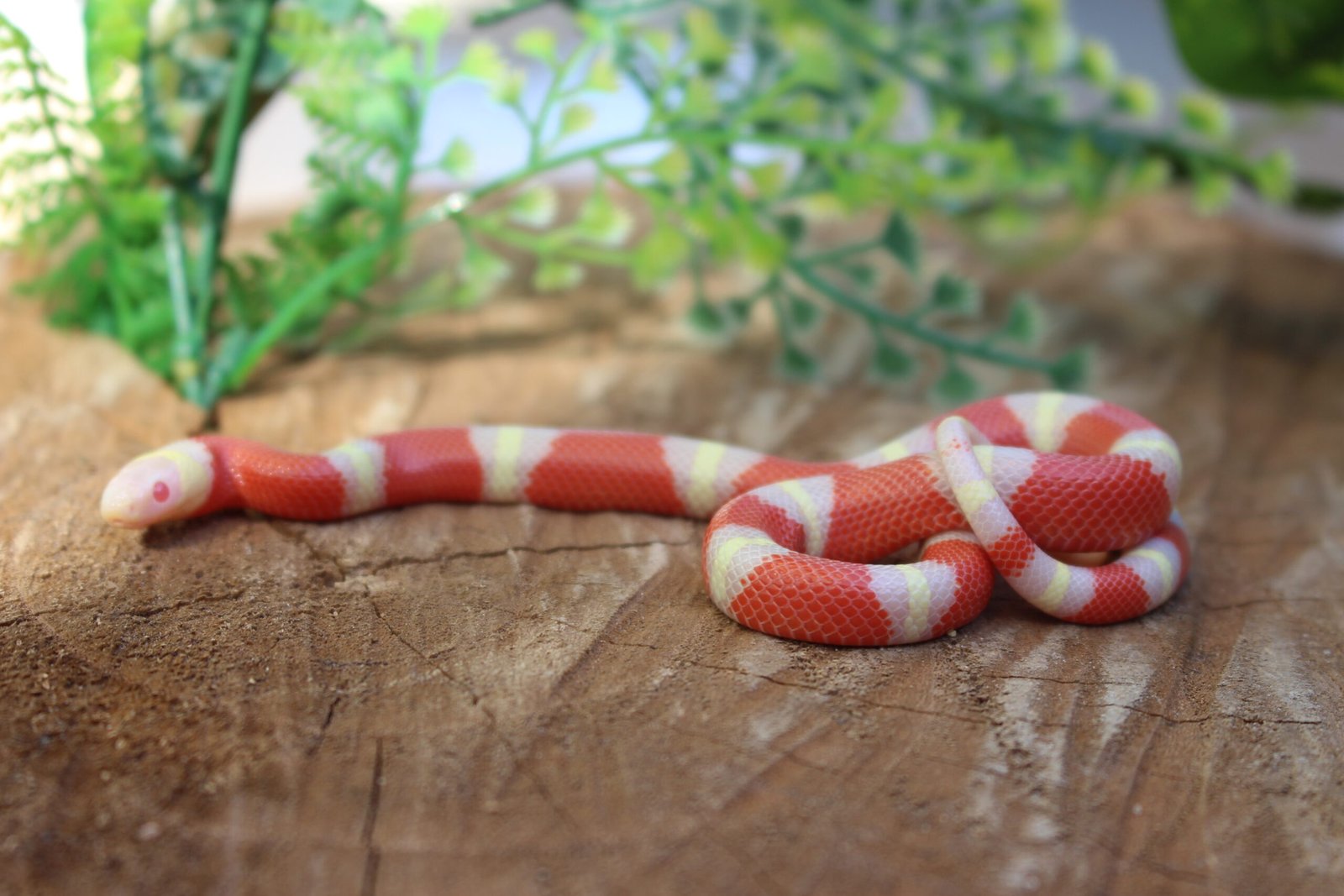 VENDIDO - Milksnake Nelsoni (Lampropeltis triangulum) – Macho – Id 900263007033496 Padrão Albino - Imagem 2