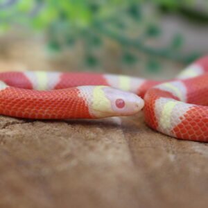 VENDIDO - Milksnake Nelsoni (Lampropeltis triangulum) – Macho – Id 900263007033496  Padrão Albino