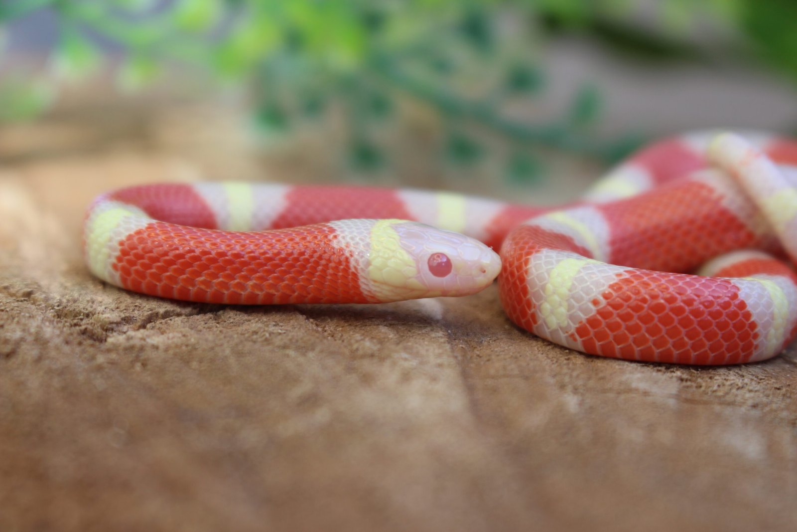 VENDIDO - Milksnake Nelsoni (Lampropeltis triangulum) – Macho – Id 900263007033496 Padrão Albino