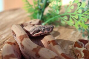 Jibóia da América Central (Boa constrictor imperator) – Fêmea – Id 900263007033528  Padrão Super Hypo