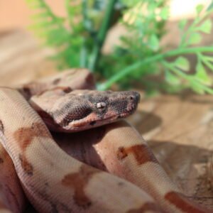 VENDIDO - Jibóia da América Central (Boa constrictor imperator) – Fêmea – Id 900263007033528  Padrão Super Hypo