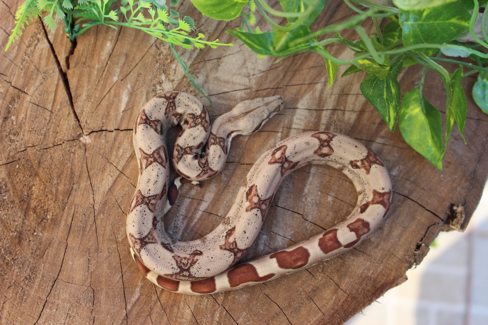 Jibóia da América Central (Boa constrictor imperator) – Fêmea – Id 900263007033530 Padrão Hypo Data de nascimento: 14/02/2026 - Imagem 3