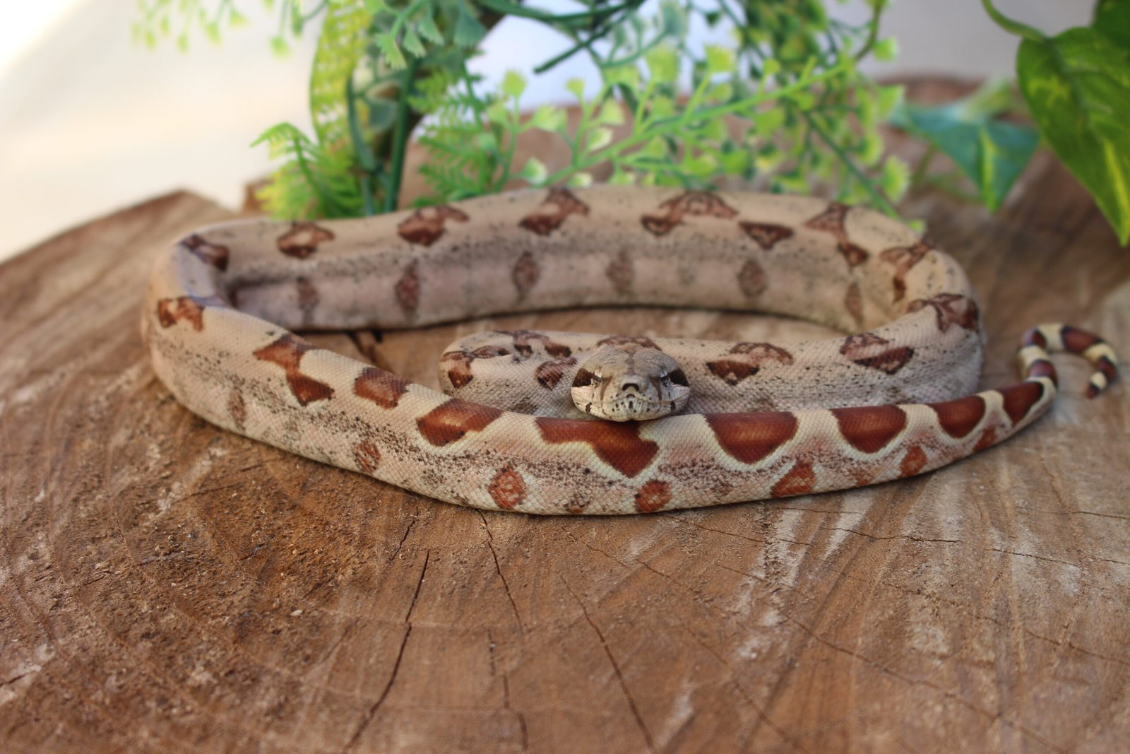Jibóia da América Central (Boa constrictor imperator) – Fêmea – Id 900263007033530 Padrão Hypo Data de nascimento: 14/02/2026 - Imagem 2