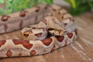 Jibóia da América Central (Boa constrictor imperator) – Fêmea – Id 900263007033530  Padrão Hypo  Data de nascimento: 14/02/2026