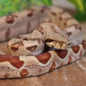 Jibóia da América Central (Boa constrictor imperator) – Fêmea – Id 900263007033530 Padrão Hypo Data de nascimento: 14/02/2026
