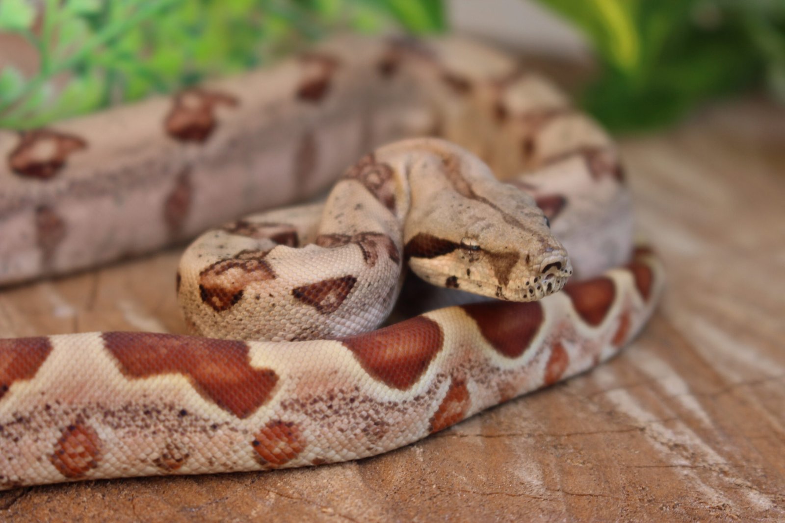 Jibóia da América Central (Boa constrictor imperator) – Fêmea – Id 900263007033530 Padrão Hypo Data de nascimento: 14/02/2026