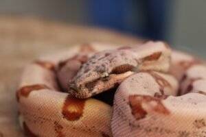 Jibóia da América Central (Boa constrictor imperator) – Macho – Id 900263007033531  Padrão Super Hypo