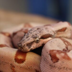 Jibóia da América Central (Boa constrictor imperator) – Macho – Id 900263007033531 Padrão Super Hypo