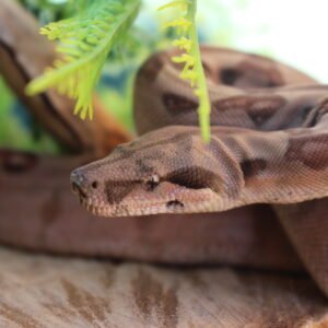 Jibóia da América Central (Boa constrictor imperator) – Macho – Id 900263007033532 Padrão Super Hypo