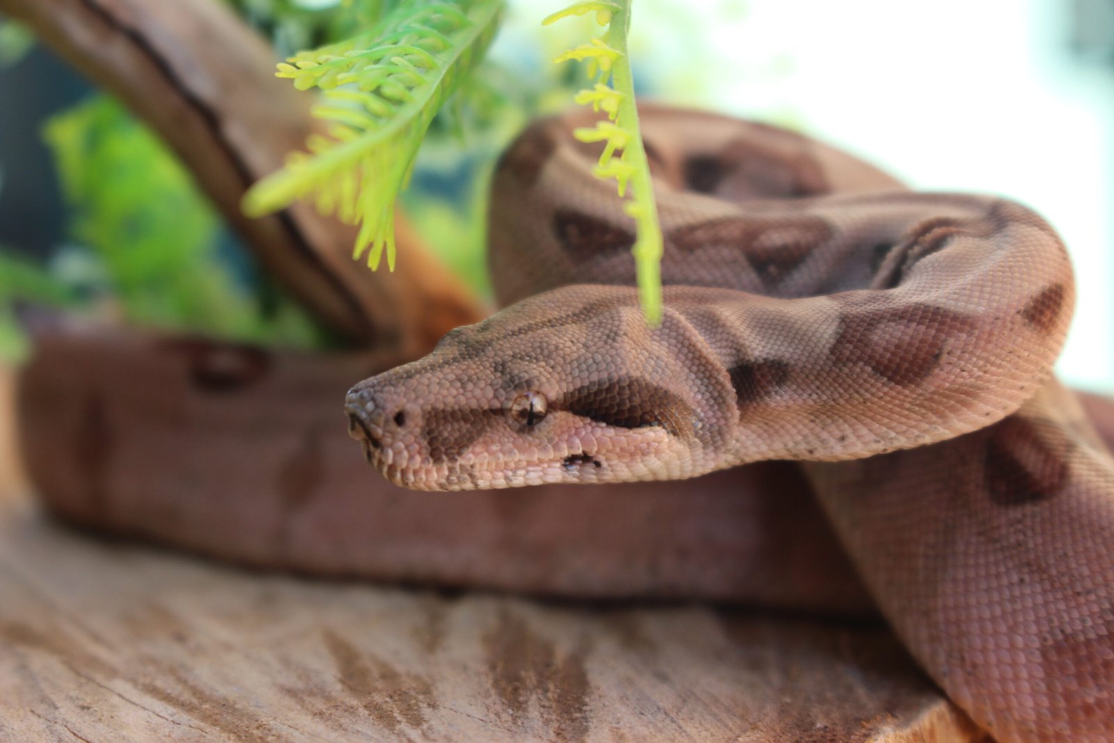 Jibóia da América Central (Boa constrictor imperator) – Macho – Id 900263007033532 Padrão Super Hypo