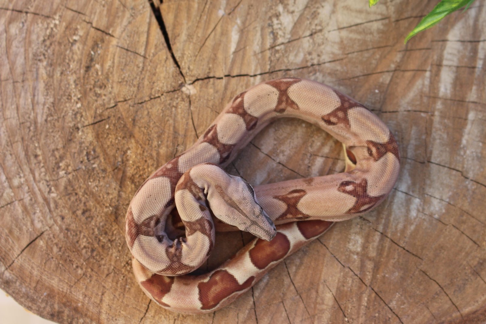Jibóia da América Central (Boa constrictor imperator) – Macho – Id 900263007033532 Padrão Super Hypo - Imagem 3