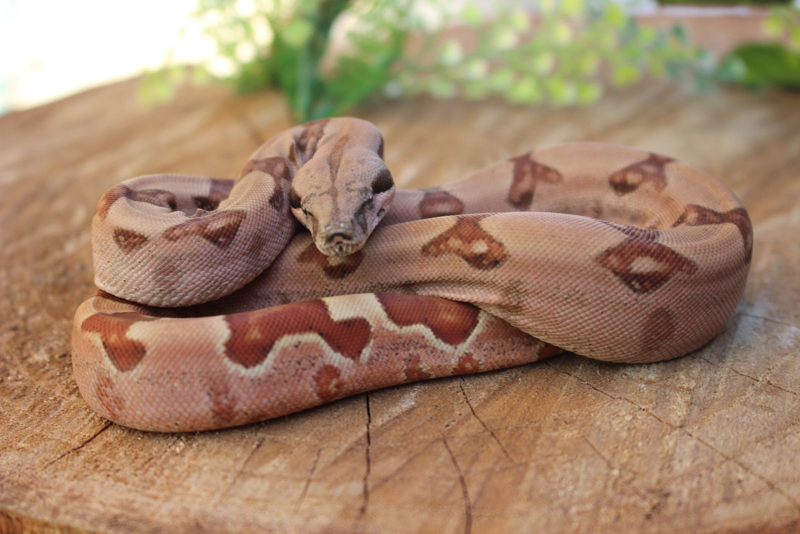 Jibóia da América Central (Boa constrictor imperator) – Macho – Id 900263007033532 Padrão Super Hypo - Imagem 2