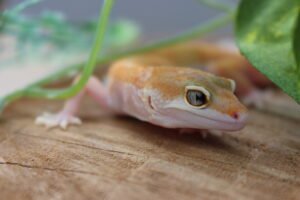 Leopard gecko (Eublepharis macularius) – Macho – Id 900263006268859