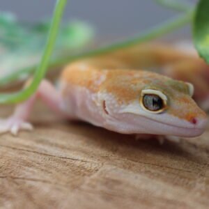 Leopard gecko (Eublepharis macularius) – Macho – Id 900263006268859