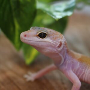 Leopard gecko (Eublepharis macularius) – Macho – Id 900263007033421