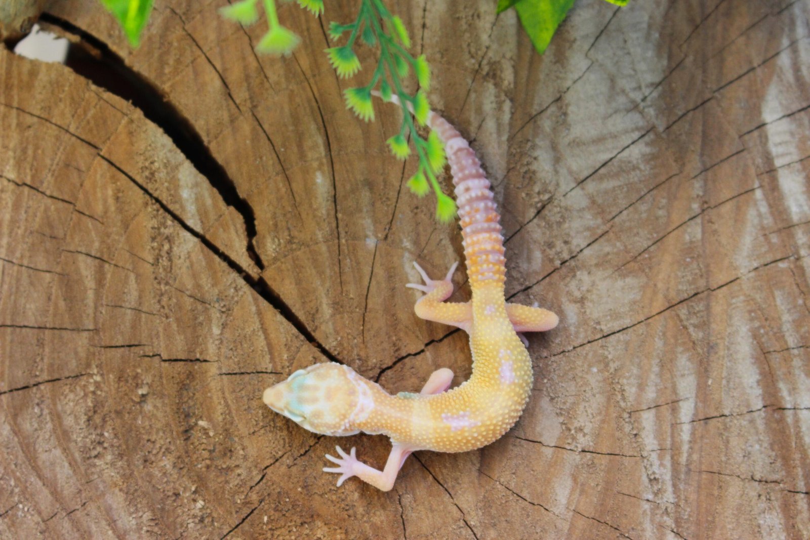 Leopard gecko (Eublepharis macularius) – Macho – Id 900263007033422 - Imagem 3