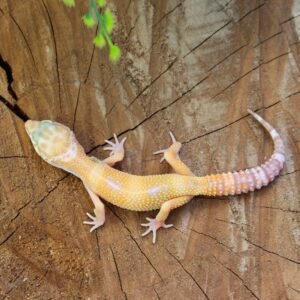 Leopard gecko (Eublepharis macularius) – Macho – Id 900263007033422