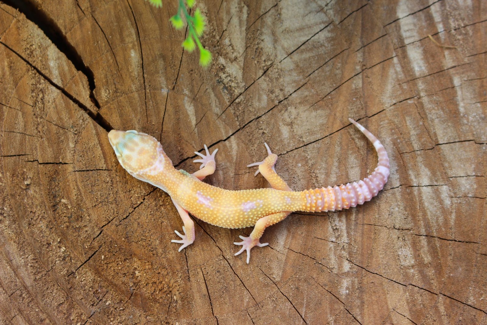 Leopard gecko (Eublepharis macularius) – Macho – Id 900263007033422