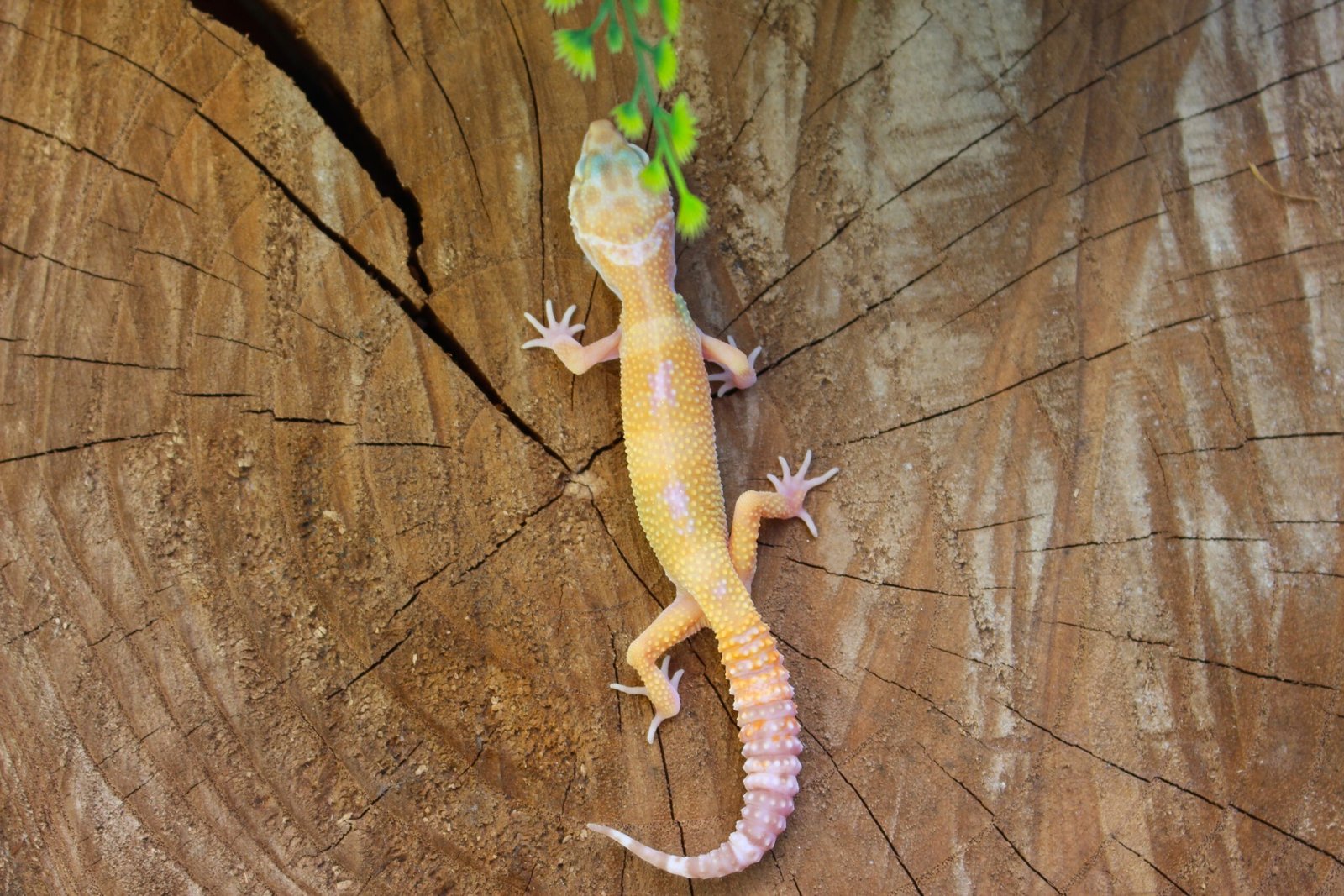 Leopard gecko (Eublepharis macularius) – Macho – Id 900263007033422 - Imagem 2