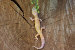 Leopard gecko (Eublepharis macularius) – Macho – Id 900263007033422