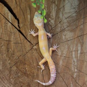 Leopard gecko (Eublepharis macularius) – Macho – Id 900263007033422