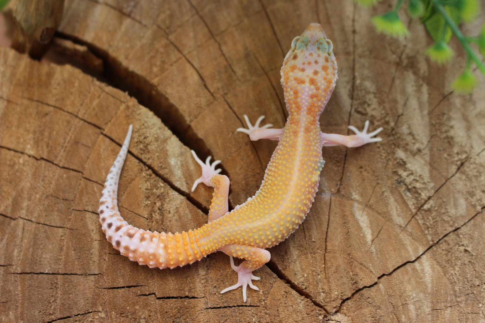 VENDIDO - Leopard gecko (Eublepharis macularius) – Macho – Id 900263007033425 - Imagem 3