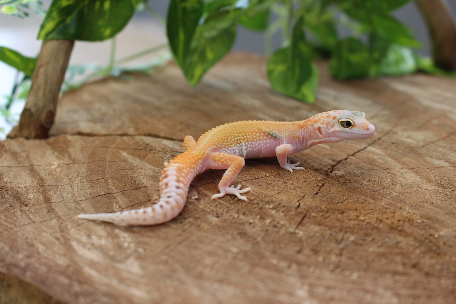 VENDIDO - Leopard gecko (Eublepharis macularius) – Macho – Id 900263007033425 - Imagem 4