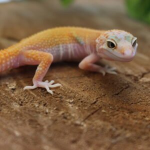 VENDIDO - Leopard gecko (Eublepharis macularius) – Macho – Id 900263007033425