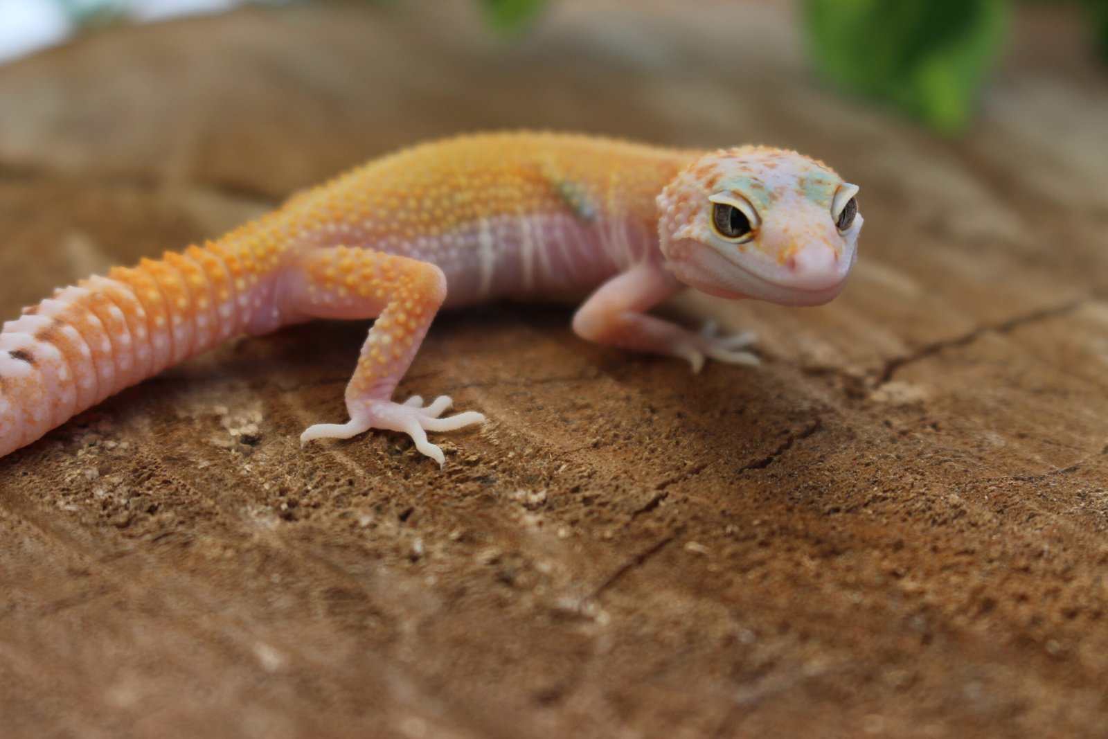 VENDIDO - Leopard gecko (Eublepharis macularius) – Macho – Id 900263007033425