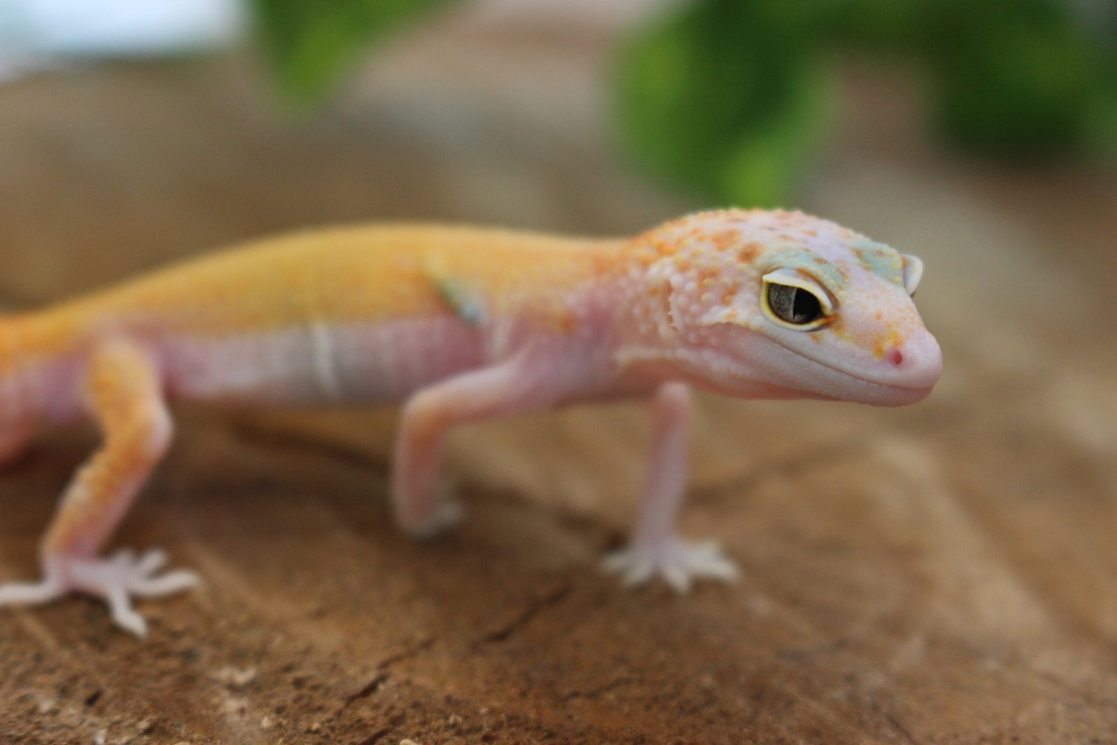 VENDIDO - Leopard gecko (Eublepharis macularius) – Macho – Id 900263007033425 - Imagem 5