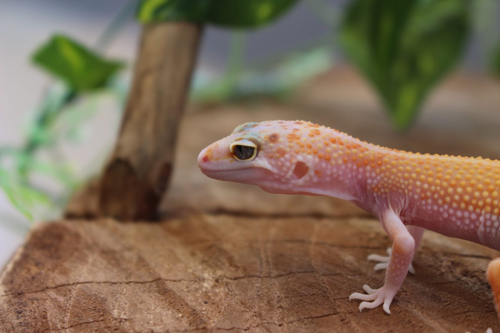 VENDIDO - Leopard gecko (Eublepharis macularius) – Macho – Id 900263007033425 - Imagem 2