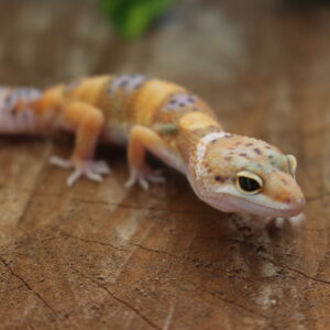 VENDIDO - Leopard gecko (Eublepharis macularius) – Macho – Id 900263007033428
