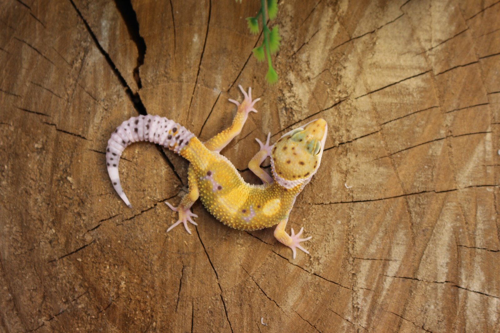 Leopard gecko (Eublepharis macularius) – Macho – Id 900263007033429 - Imagem 3