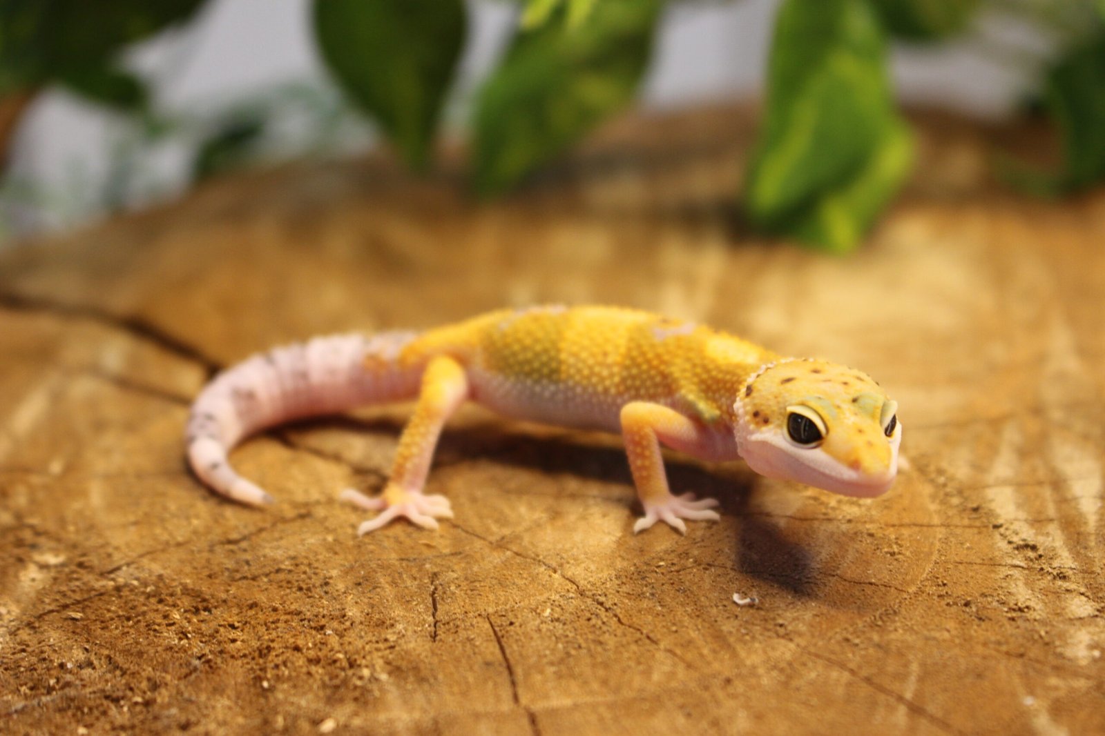Leopard gecko (Eublepharis macularius) – Macho – Id 900263007033429 - Imagem 2