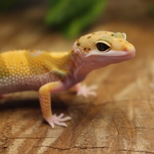 VENDIDO - Leopard gecko (Eublepharis macularius) – Macho – Id 900263007033429