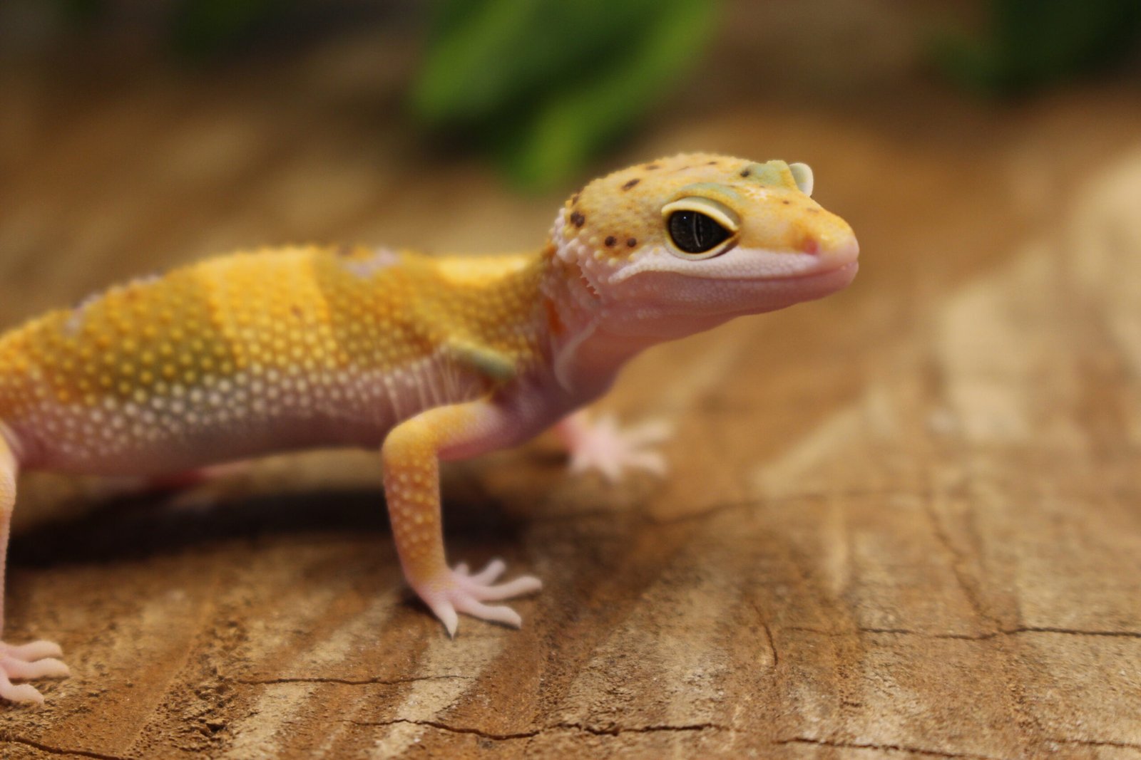 Leopard gecko (Eublepharis macularius) – Macho – Id 900263007033429