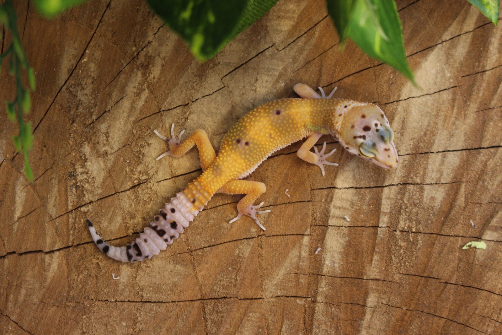 Leopard gecko (Eublepharis macularius) – Fêmea – Id 900263007033430 - Imagem 3