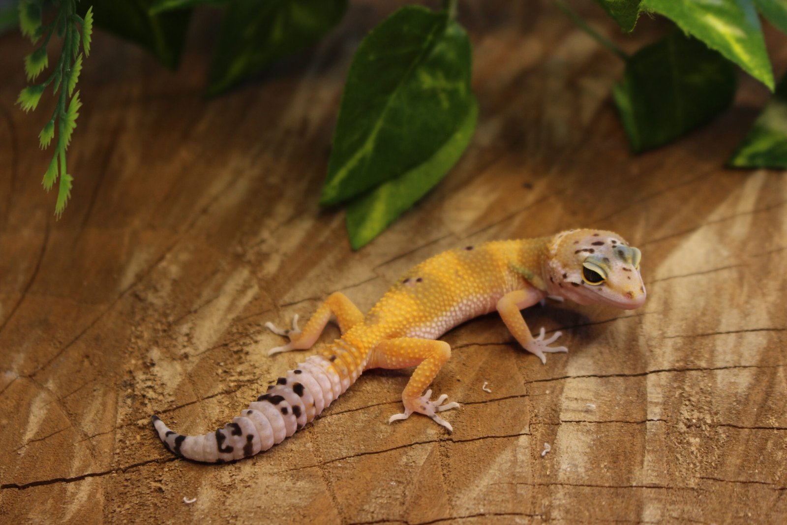 Leopard gecko (Eublepharis macularius) – Fêmea – Id 900263007033430 - Imagem 4