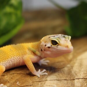Leopard gecko (Eublepharis macularius) – Fêmea – Id 900263007033430