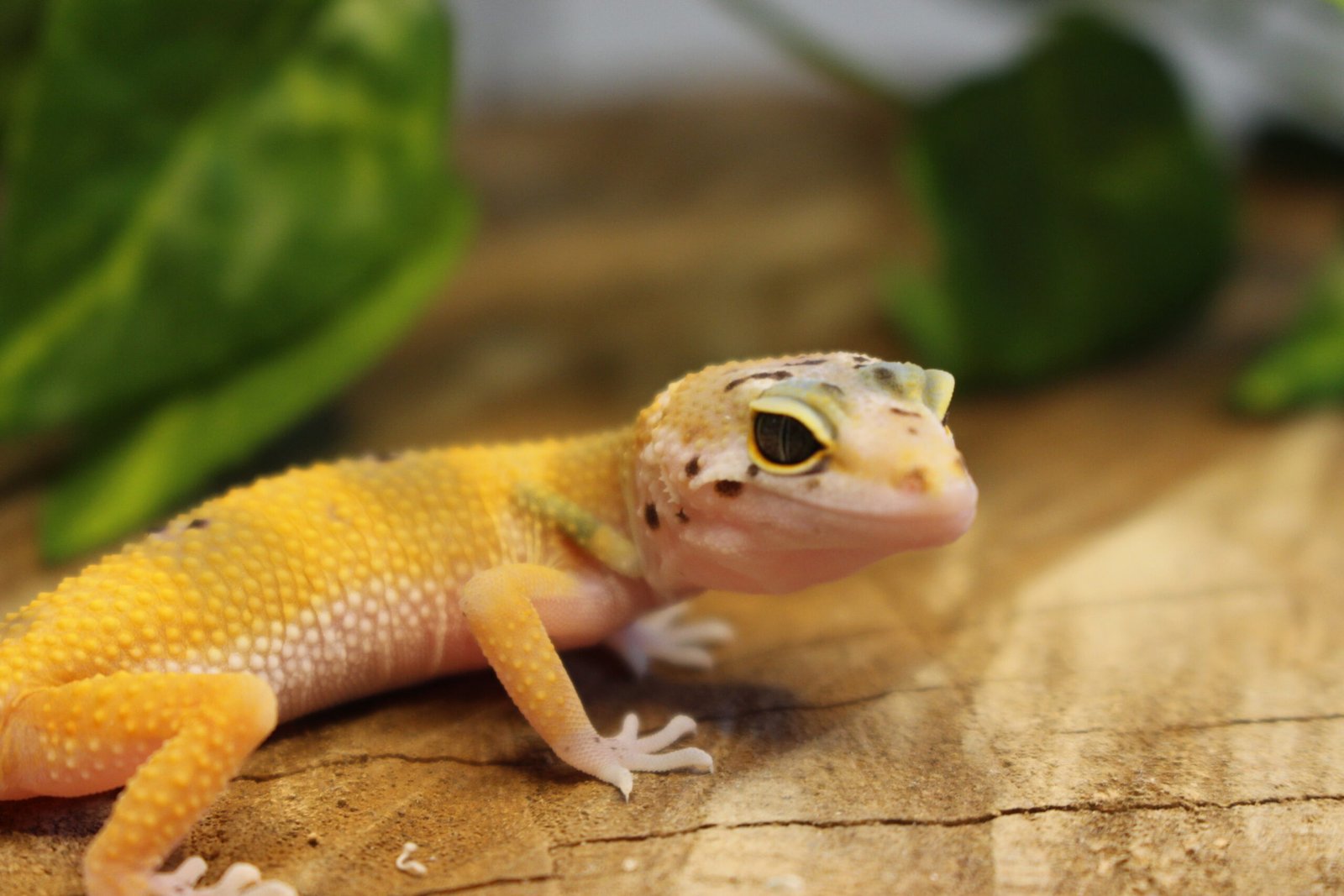 Leopard gecko (Eublepharis macularius) – Fêmea – Id 900263007033430