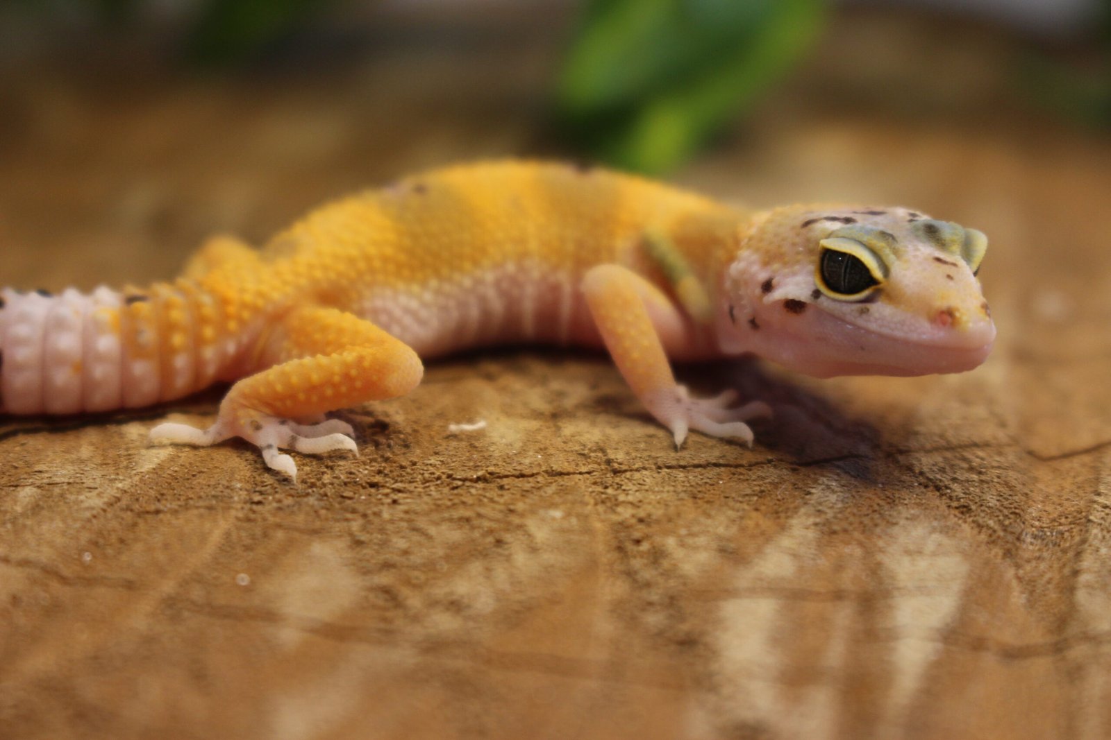 Leopard gecko (Eublepharis macularius) – Fêmea – Id 900263007033430 - Imagem 2