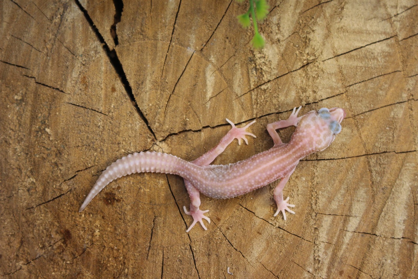 Leopard gecko (Eublepharis macularius) – Fêmea – Id 900263007033432 - Imagem 3