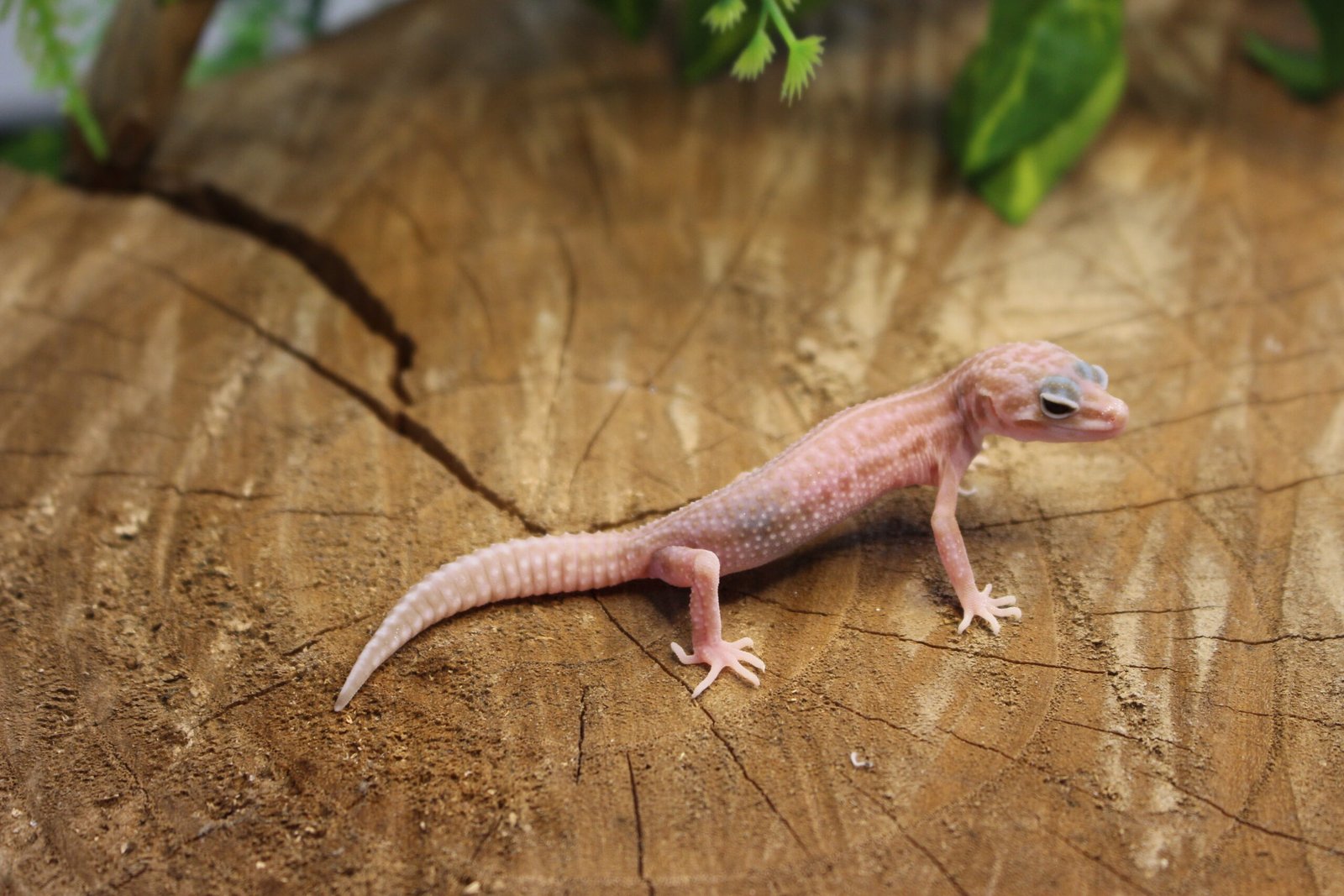 Leopard gecko (Eublepharis macularius) – Fêmea – Id 900263007033432 - Imagem 4