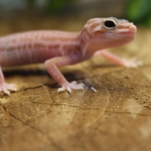 VENDIDO - Leopard gecko (Eublepharis macularius) – Fêmea – Id 900263007033432