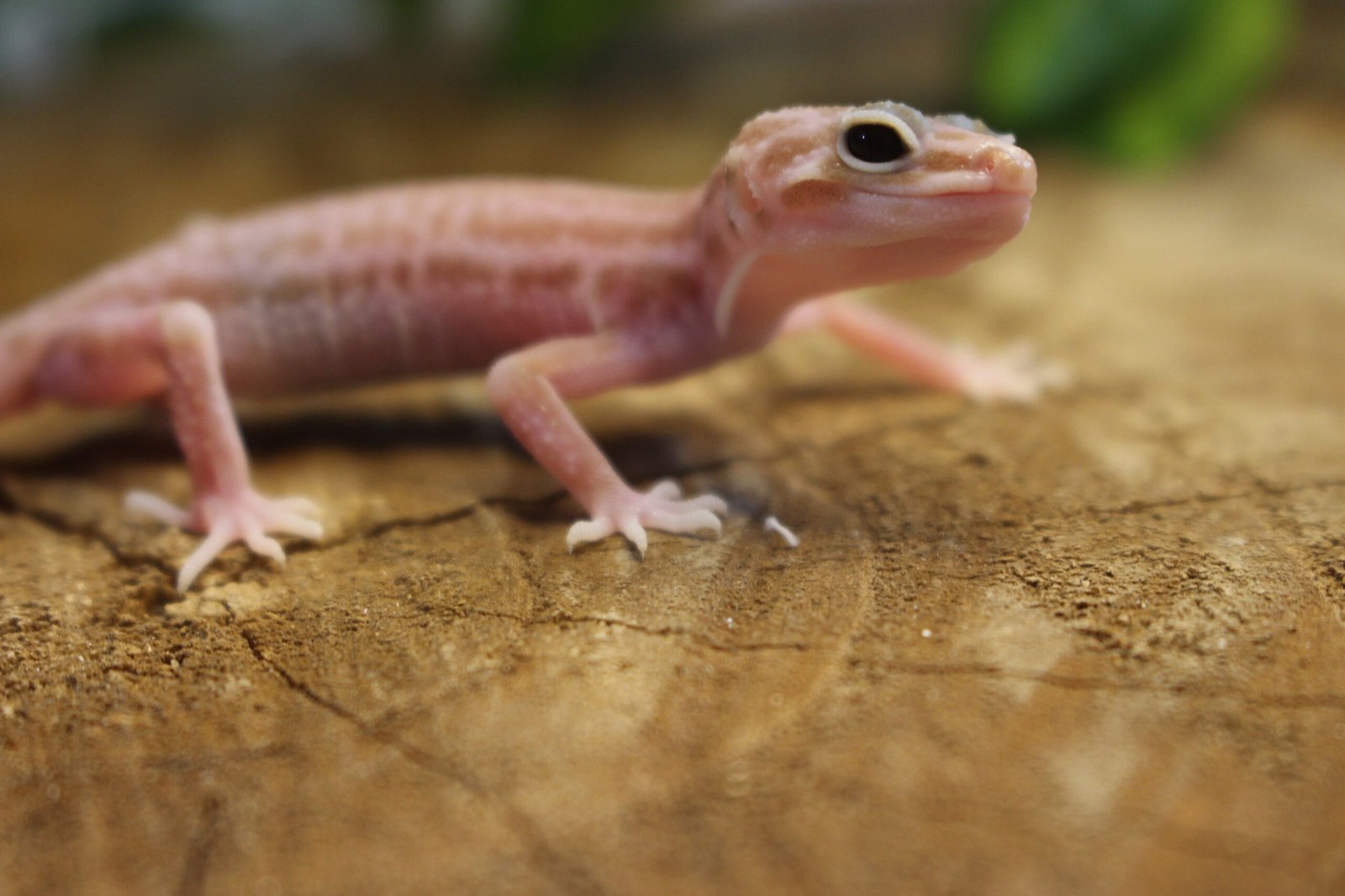 Leopard gecko (Eublepharis macularius) – Fêmea – Id 900263007033432
