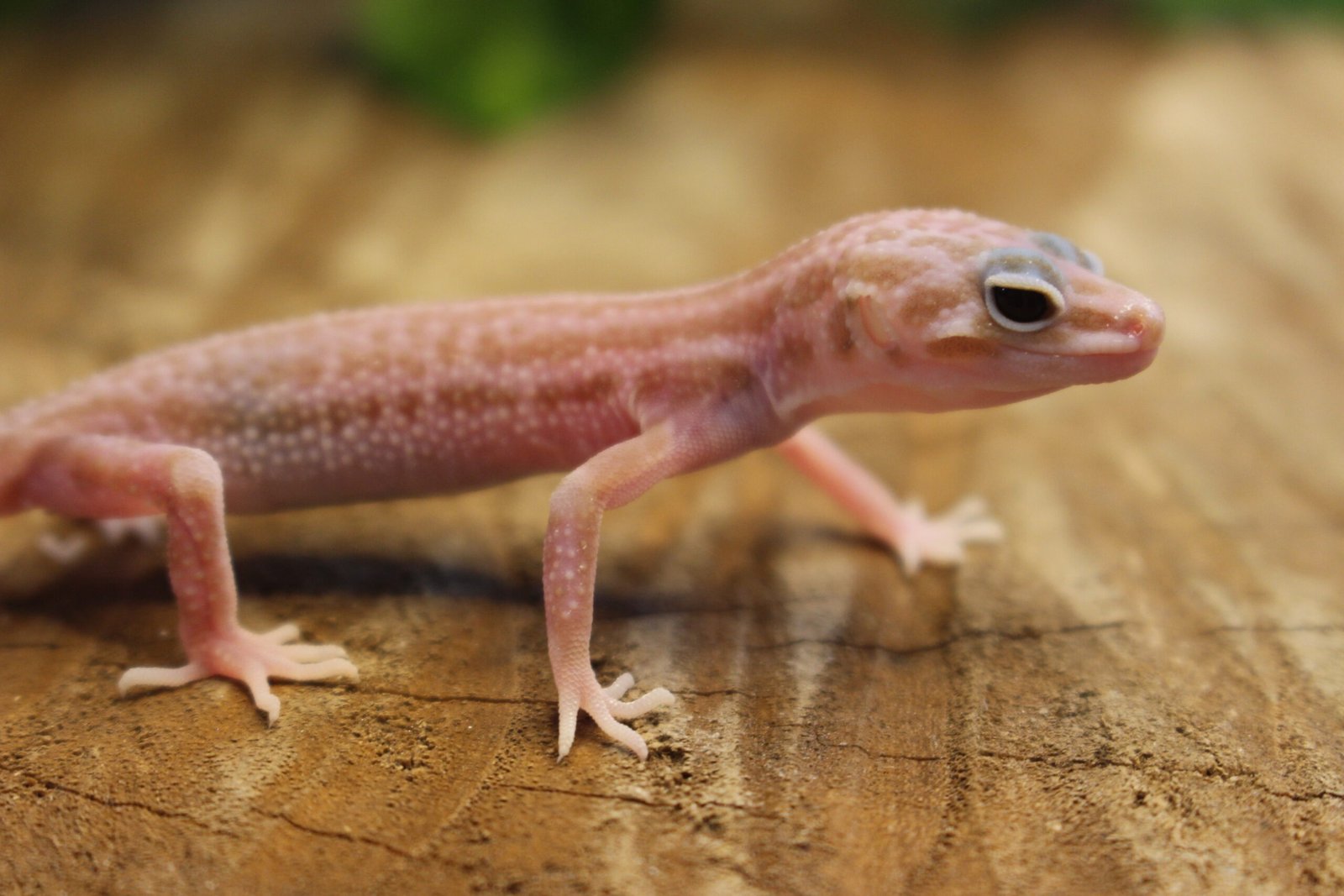 Leopard gecko (Eublepharis macularius) – Fêmea – Id 900263007033432 - Imagem 2