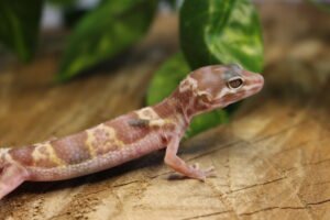 Leopard gecko (Eublepharis macularius) – Fêmea – Id 900263007033433