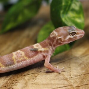 VENDIDO - Leopard gecko (Eublepharis macularius) – Fêmea – Id 900263007033433