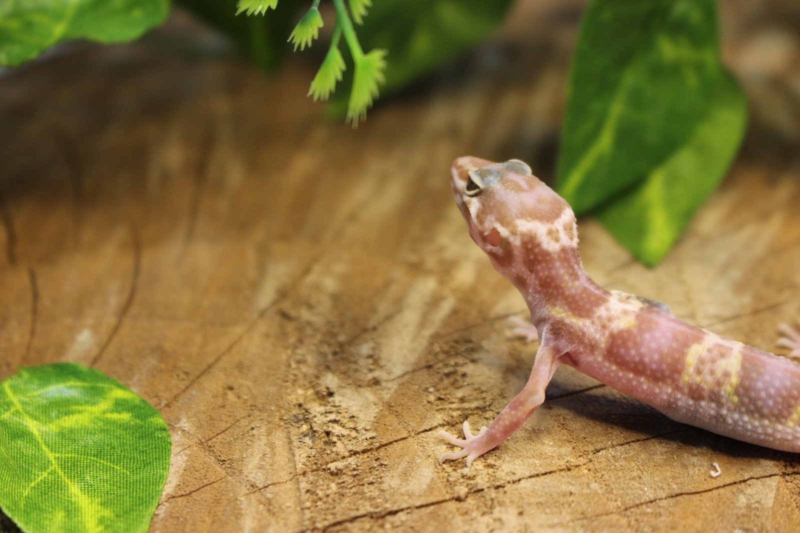 Leopard gecko (Eublepharis macularius) – Fêmea – Id 900263007033433 - Imagem 2