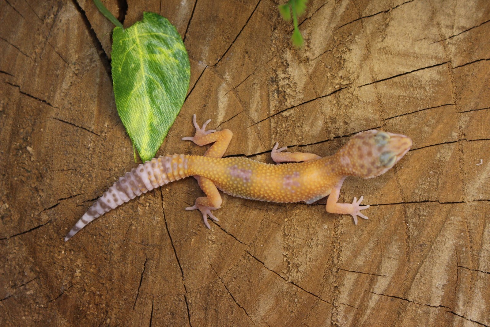 Leopard gecko (Eublepharis macularius) – Fêmea – Id 900263007033437 - Imagem 3